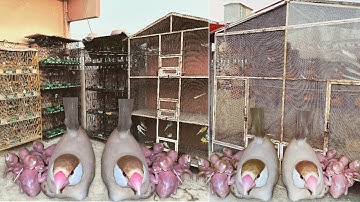 Fawn Java Colony Pied Dove Hagoromo Breeding Setup