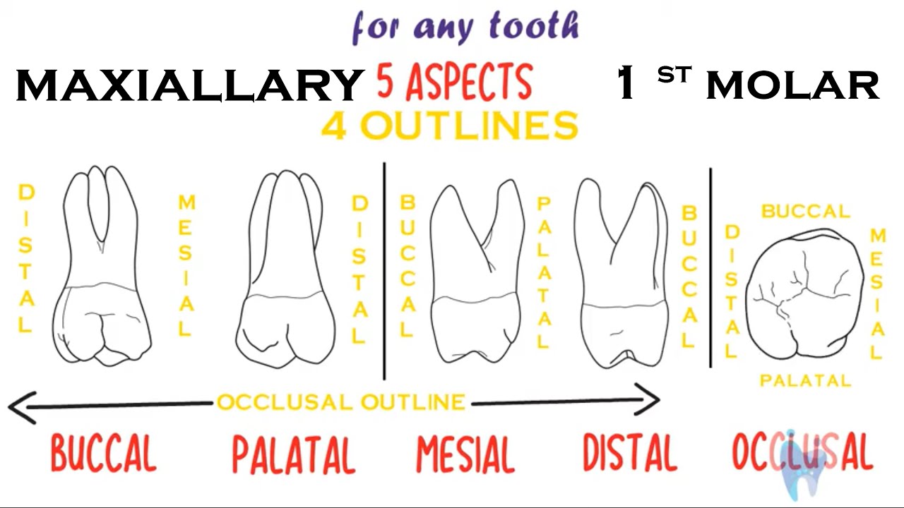 Maxillary 1 St Molar Morphology Dental Anatomy Youtube