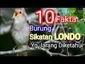 10 Fakta Burung Sikatan Londo yg Belum Kita Ketahui