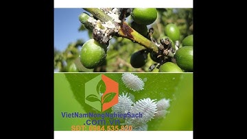 KỸ THUẬT XỬ LÝ RỆP SÁP GÂY HẠI TRÊN CÂY CÀ PHÊ