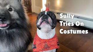 Funny Boston Terrier Tries On Halloween Costumes!