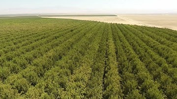 tree view #beautiful #shorts #viral #newvideo #foryou #fypシ