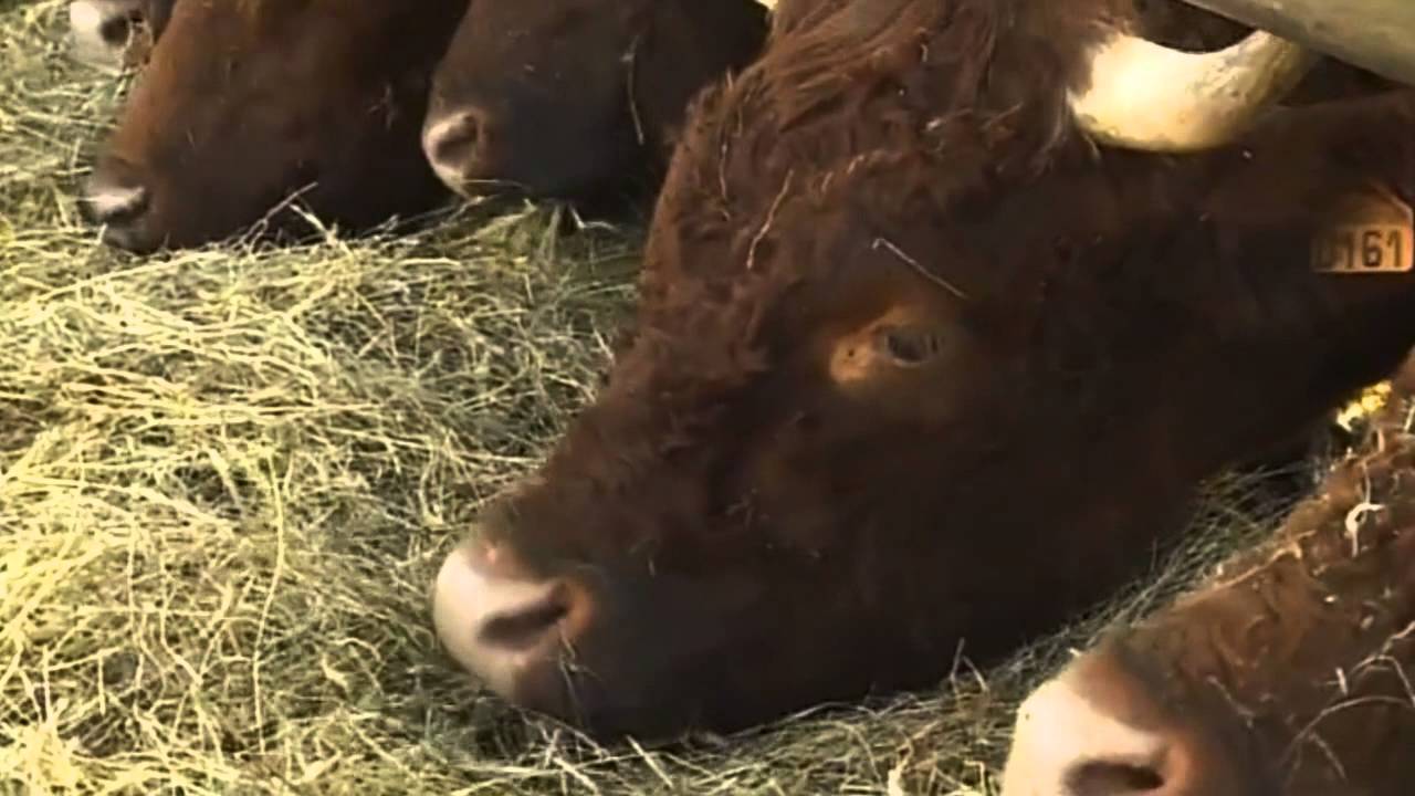 Le Boeuf d'herbe - Vente directe, du champ a l'assiette