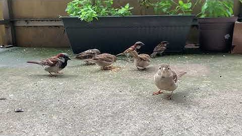 Sparrow Sounds for Relaxing, Focusing & Concentrating