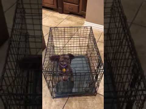dog is barking in crate