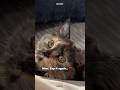 #kittenoftheday #kittendaily #love #catdad #catdaddy #catshorts #catlife #catvideos #catsofyoutube