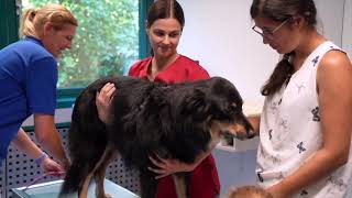 Tierarzt Dr. Dedenbach Webseite Startseite