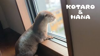 カワウソコタローとハナ　窓からご近所を偵察するコタロー　Otter Kotaro&Hana Looking Out The Window