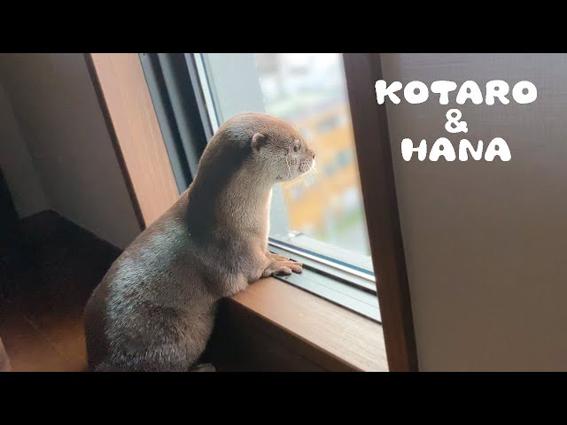 カワウソコタローとハナ　窓からご近所を偵察するコタロー　Otter Kotaro&Hana Looking Out The Window