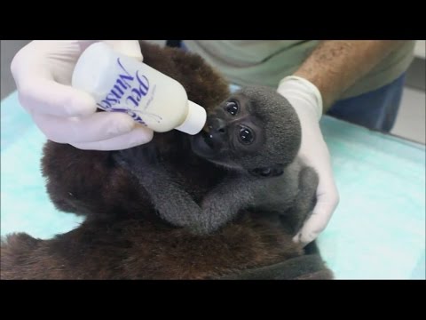 Video: Pet Scoop: Dva ohrožené opice Narodil se v Kalifornii a Sonar obvinil z velryb