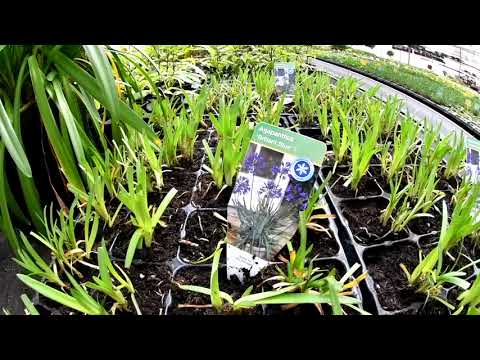 Video: Jak Pěstovat Agapanthus