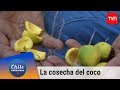 La cosecha del coco | Chile conectado | Buenos días a todos