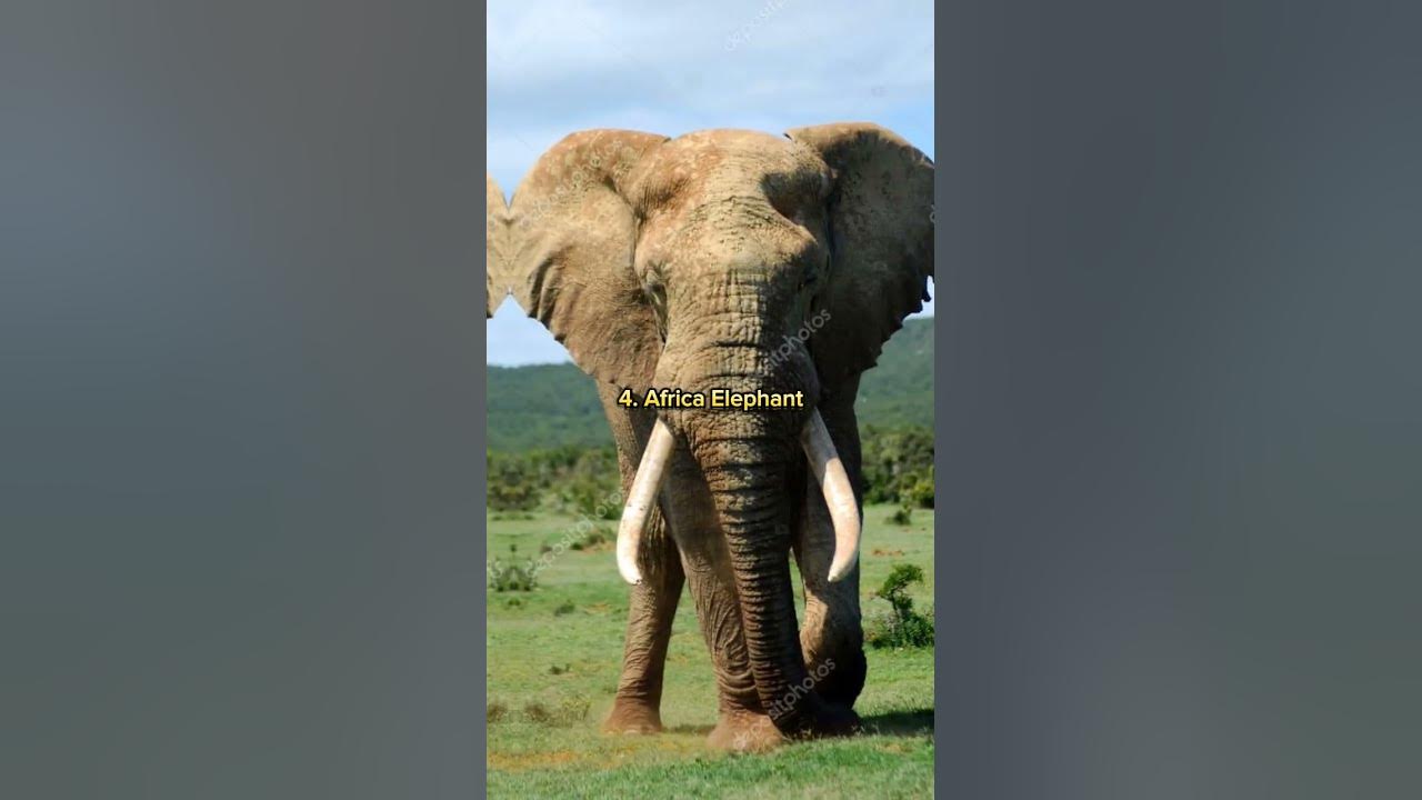 top-5-biggest-animals-in-the-world-shorts-trending-viral-yt