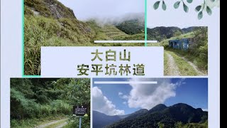 [小馬來逛逛44] 大白山 安平坑林道