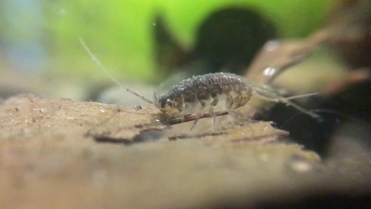 (HD) Waterlouse (Asselus aquaticus) going for the hardest part of the leave