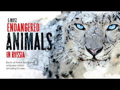 Video: The Red Book of Animals. The rarest animals in Russia