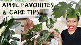 Houseplant Favourites April 2024| Hoya, Monstera, “Philodendron”, Syngonium