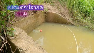 คันไม้ไผ่ ตกปลากด งัดขึ้นได้ทุกไซส์ ทุ่นจมเป็นติด กินเร็วจัด / บ้านนอก EP.686