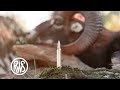 Mouflon hunting in andalusia  rws speed tip professional