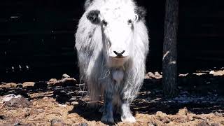 Enjoying Baby Yak Day in Mongolia