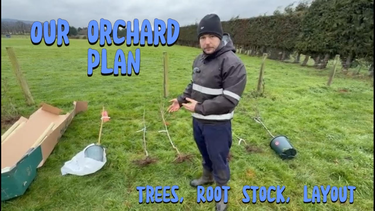 Planning Our Smallholding Orchard 🍎 | Trees, Rootstocks, Bare Root vs Potted