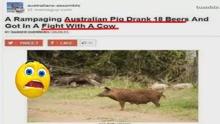 12 Times Tumblr Just Couldn’t Take Australian Animals Seriously