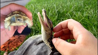 PLAYING With BABY ALLIGATORS **They aren’t So MEAN**