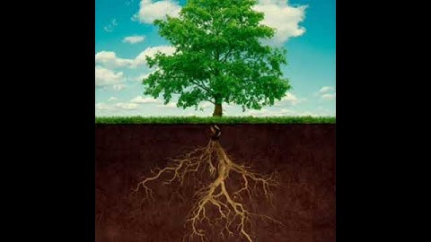 tree roots stabilize soil and prevent erosion