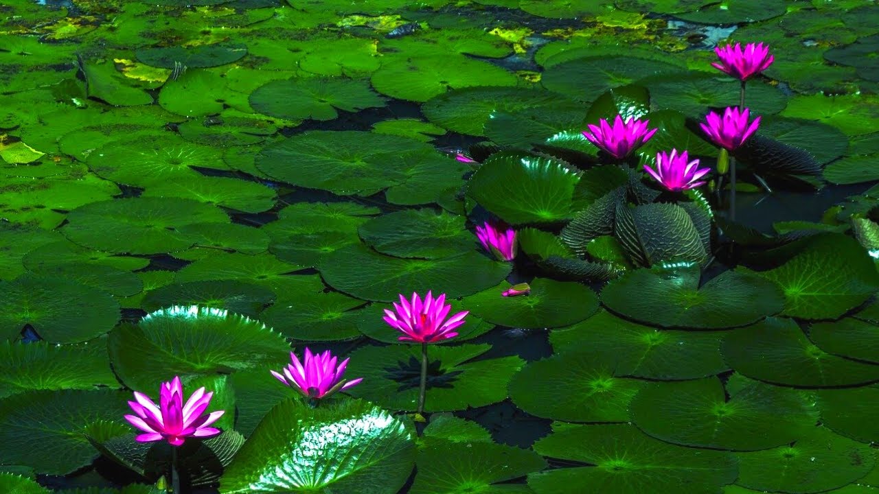 Relax Here • Serenity and Calm • Slow Instrumental Music for Positive Energy, Relaxation and Sleep♫