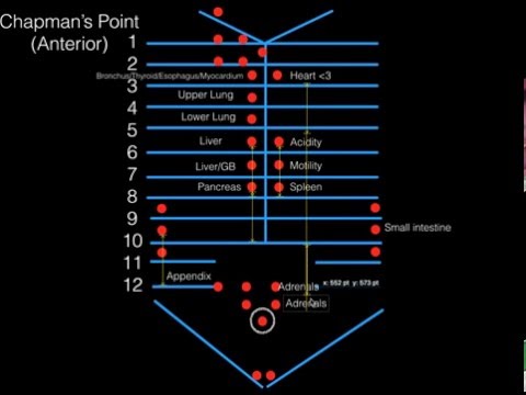 Chapman Reflexes Chart