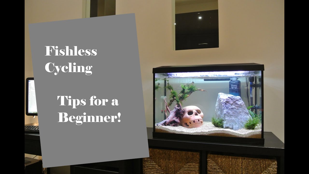 Fishless Cycling Tips for a Beginner YouTube