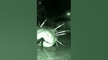 🦔 What Happens When a Snake Attacks a Porcupine?