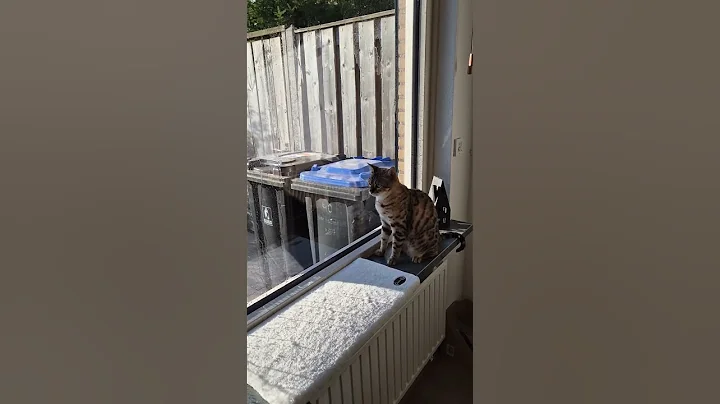 Video 9952931: bengal cat funnycats, bengal cat water, funny bengal cat
