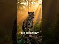 Nature’s Ultimate Survivor 🐆 | Leopard Facts #shorts #facts #animals #trending #wildlifehindi