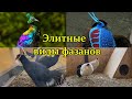 Элитные виды фазанов. Elite types of pheasants.