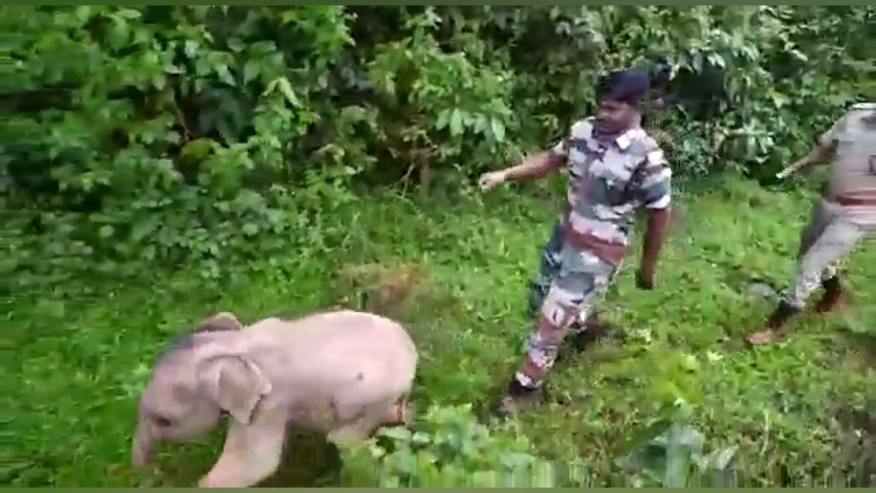 Elephant Calf Reunited with its Herd by Forest Personnel of Tamilnadu FD