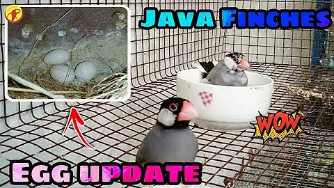 Java finches egg update in Tamil |Ben Stark Explores