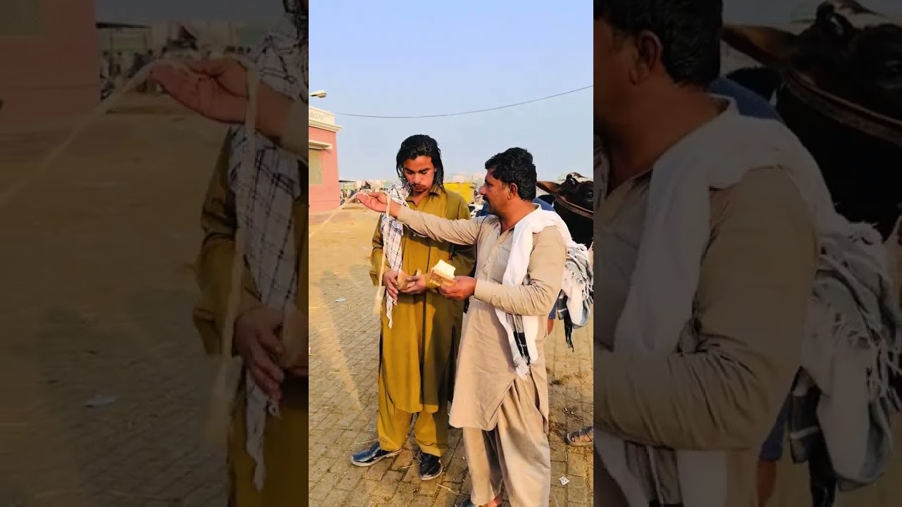 Mashallah Coming Soon Qurbani Janwar Mashallah 2027 ♥🥀 #cow #trustonallah #qurbanvlogs