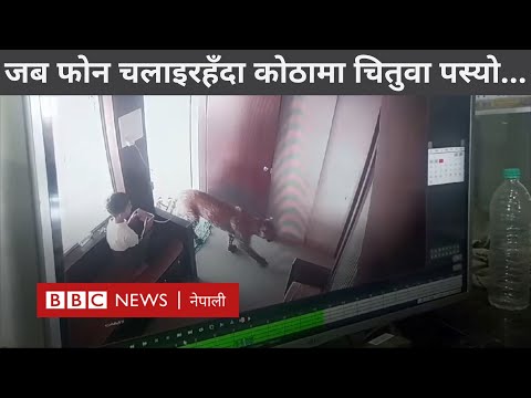 India leopard: भारतीय बालकले चितुवालाई यसरी कोठाभित्र थुने - BBC Nepali Sewa