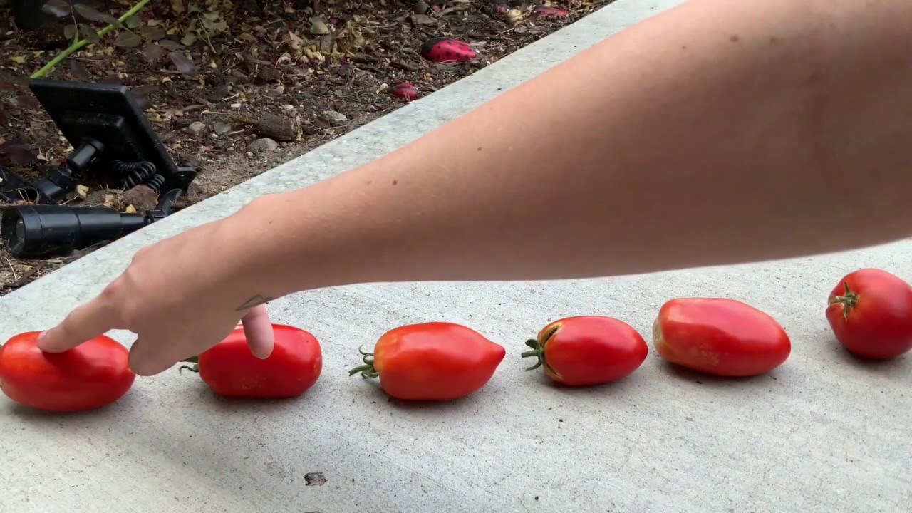 Counting Tomatoes to 10 YouTube