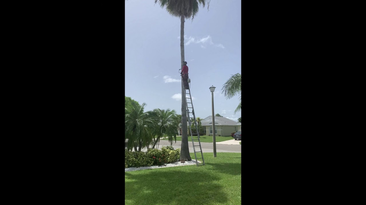 The process of Palm Tree Trimming in Florida, June 27, 2020 YouTube