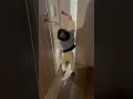 1歳児と愛犬が再会したら…