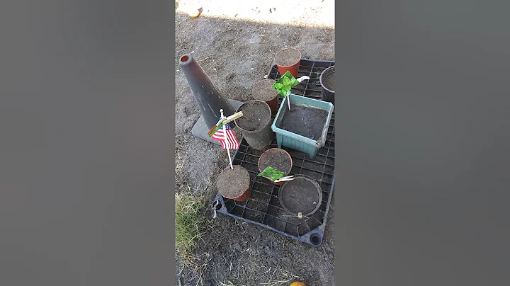 Judy's Healing Garden