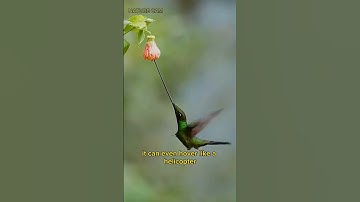 🌸 Hummingbird: The Only Bird That Can Fly Backward! 🐦✨ #Shorts