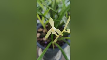 Địa lan quốc sắc thiên hương rất  thơm #dialan #dialanviettrung #hoalan