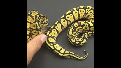 Disco Ball Python Comparison