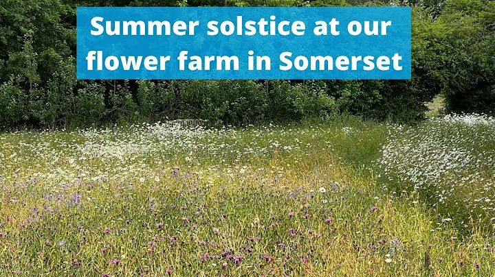 Solstice at this flower farm - a mid summer June tour of the flower farm - enjoy! - DayDayNews