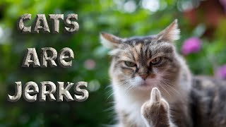 Cats are jerks 🐱 Try not to laugh