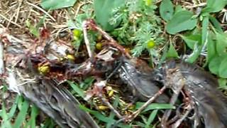 Pupunen Song For Freedom Cleaninstrumental Version