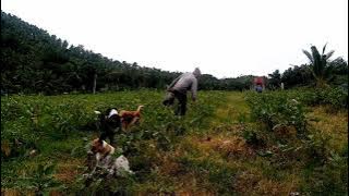 harvest time sa munting talongan.. 🍆🍆💪💪❤️❤️